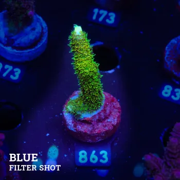 Acropora Millepora 'Grenish Yellow'