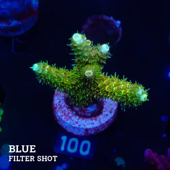 Acropora Millepora 'Grenish Yellow'