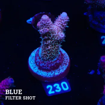Acropora Millepora 'Pastel Blue'