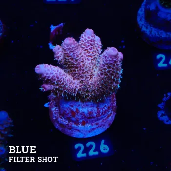 Acropora Millepora 'Pastel Blue'