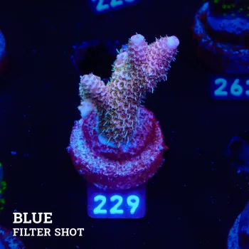 Acropora Millepora 'Pastel Blue'