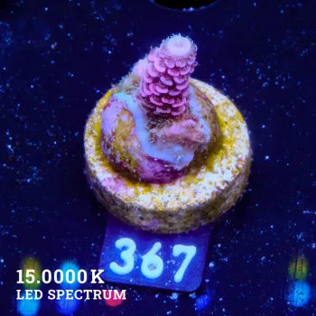 Acropora Millepora 'Pink & Blue' (rosa y azul)