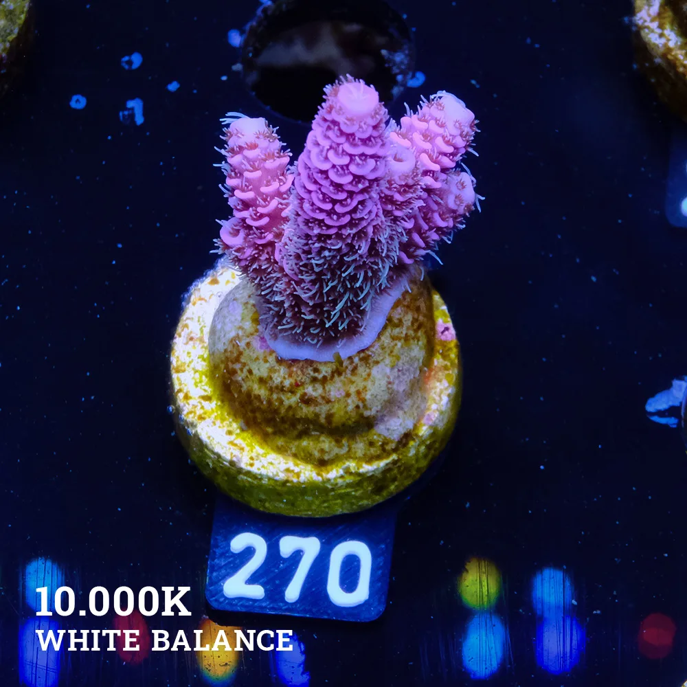 Acropora Millepora 'Pink + Blue Ultra'