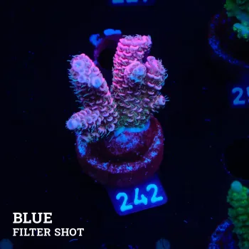 Acropora Millepora 'Pink + Blue Ultra' (rose et bleu)'