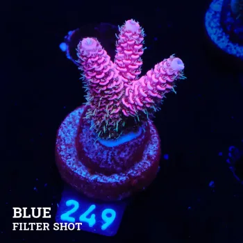 Acropora Millepora 'Pink + Blue Ultra' (rose et bleu)'