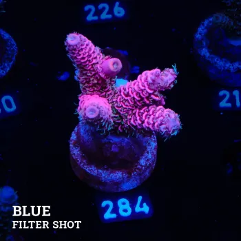 Acropora Millepora 'Pink + Blue Ultra' (rose et bleu)'