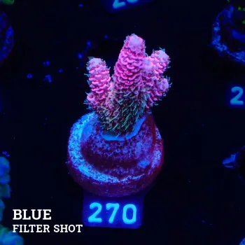 Acropora Millepora 'Pink + Blue Ultra' (rose et bleu)'