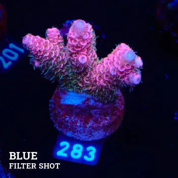 Acropora Millepora 'Pink + Blue Ultra' (rose et bleu)'