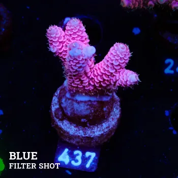 Acropora Millepora 'Pink & Blue Ultra'