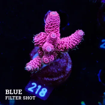 Acropora Millepora 'Pink & Blue Ultra'