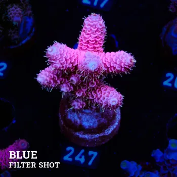 Acropora Millepora 'Pink & Blue Ultra'
