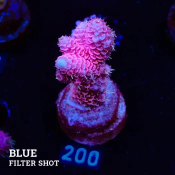 Acropora Millepora 'Pink & Blue Ultra'
