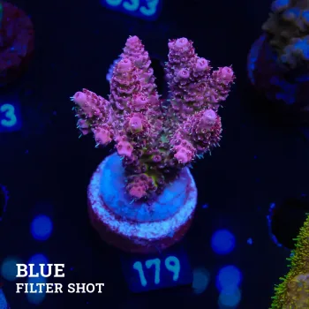 Acropora Millepora 'Pink'