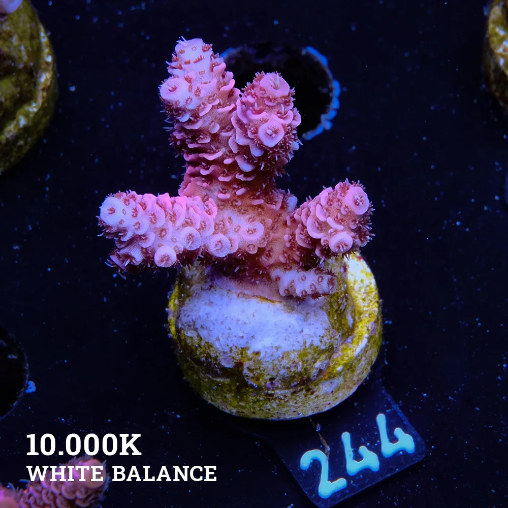 Acropora Millepora 'Rosa