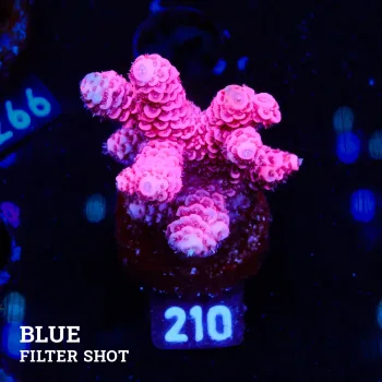 Acropora Millepora 'Pink