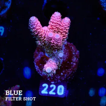 Acropora Millepora 'Pink