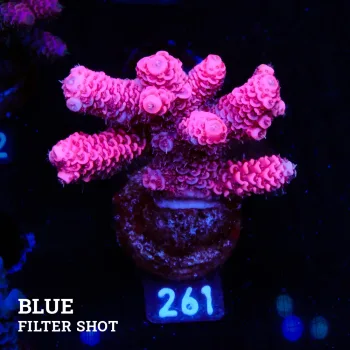 Acropora Millepora 'Pink
