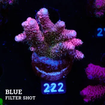 Acropora Millepora 'Pink