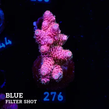 Acropora Millepora 'Pink