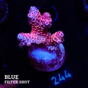 Acropora Millepora 'Pink
