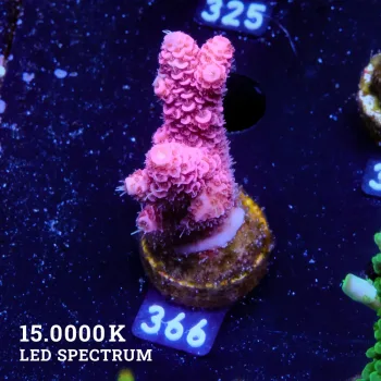 Acropora Millepora 'Rosa