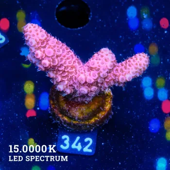 Acropora Millepora 'Pink