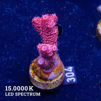 Acropora Millepora 'Red
