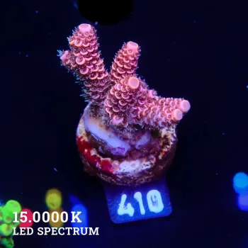 Acropora Millepora 'Red