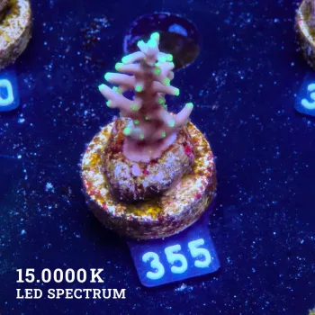 Acropora 'Mrs Packman'