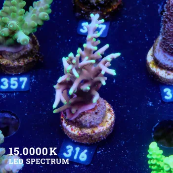Acropora 'Mrs Packman'
