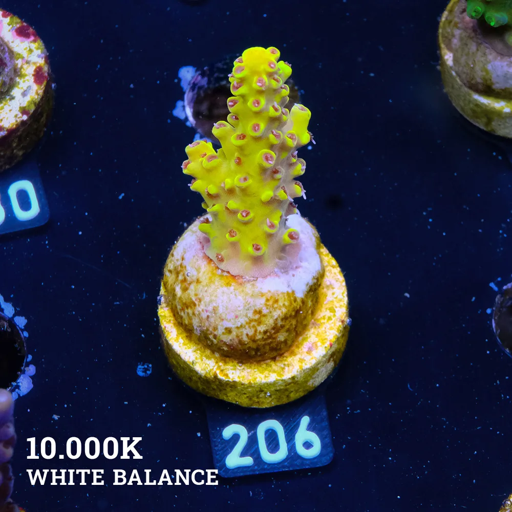 Acropora 'Pikachu Ultra'