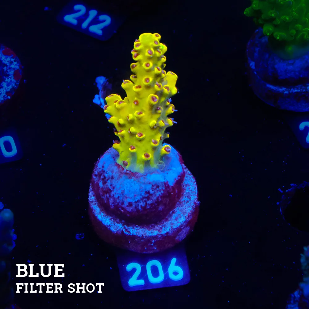 Acropora 'Pikachu Ultra'