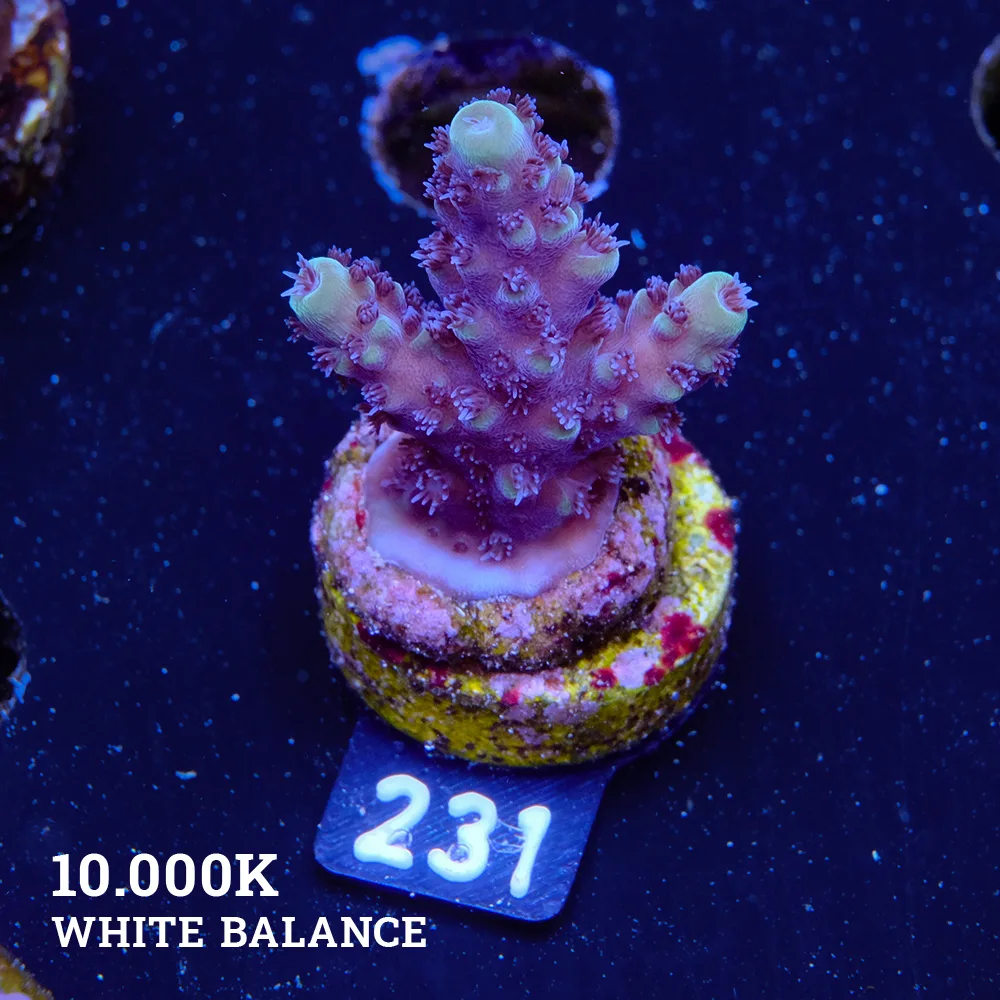 Acropora 'Purple & Green' (pourpre et vert)'