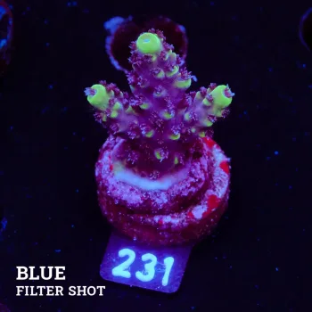 Acropora 'Purple & Green'