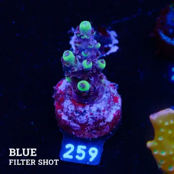 Acropora 'Purple & Green'