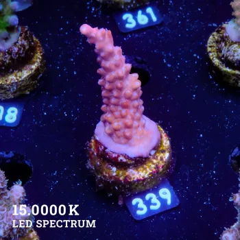 Acropora 'Reddish'