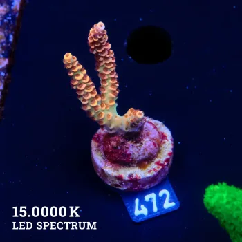 Acropora Selago 'Rainbow' (arc-en-ciel)'