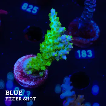 Acropora Subulata