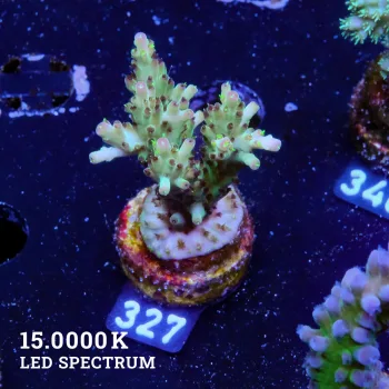 Acropora Subulata