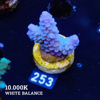 Acropora Tenuis 'Blue'