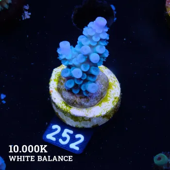 Acropora Tenuis 'Blue'