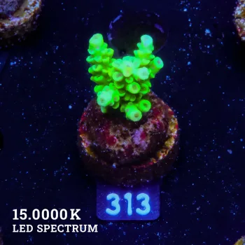 Acropora Tenuis 'Verde'