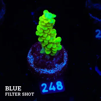 Acropora Tenuis 'Light Green' (vert clair)'