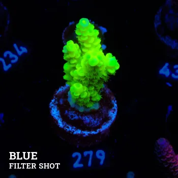 Acropora Tenuis 'Light Green' (vert clair)'
