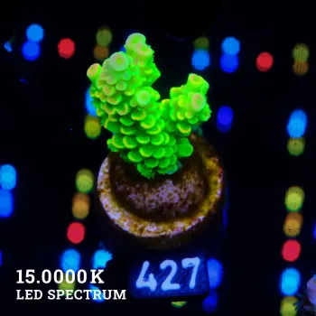 Acropora Tenuis 'Neon Rainbow'