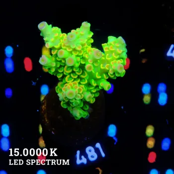 Acropora Tenuis 'Neon Rainbow'