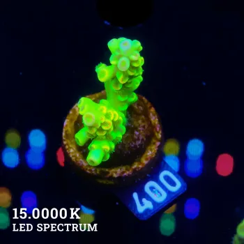 Acropora Tenuis 'Neon Rainbow'