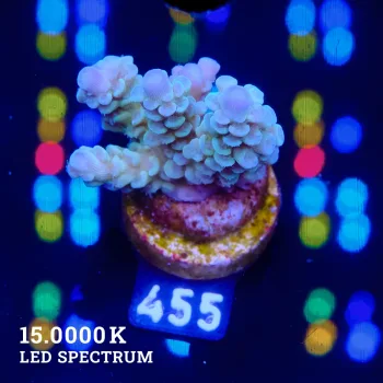 Acropora Tenuis 'Pastel Blue'