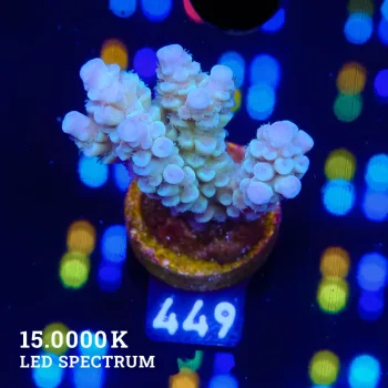 Acropora Tenuis 'Pastel Blue'