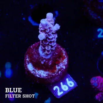 Acropora Tenuis 'Pastel Purple'